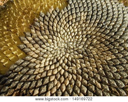 Many sunflower seeds creating a beautiful pattern