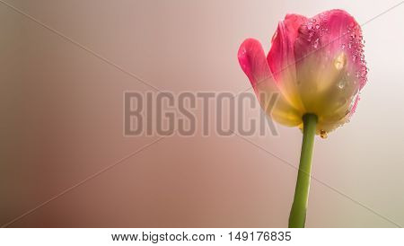 A pink and white tulip closeup with a colorful background.