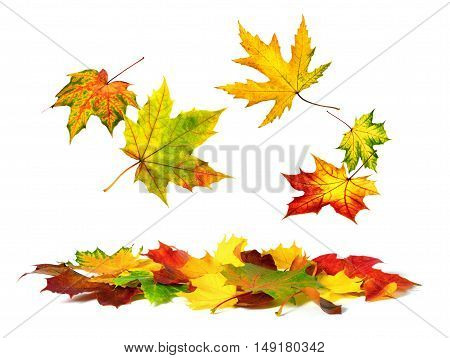Isolated multi-colored autumn leaves gently falling down with white copy space
