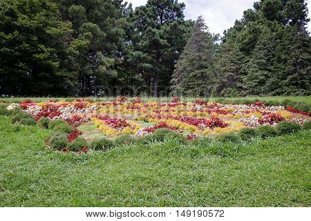 In the arboretum in the meadow grow beautiful ornamental flowers near the South trees and evergreen plants.