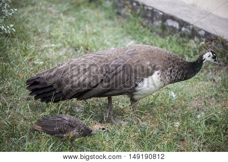 A mother peacock and her peachick hunt for food.