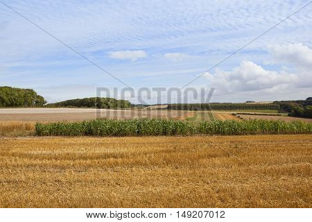 Scenic Agricultural Landscape