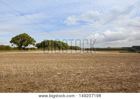 Harvested Fields And Woodland