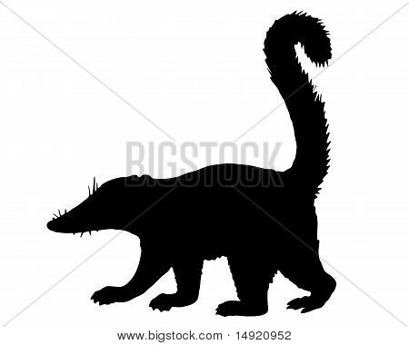 Coati silhuet