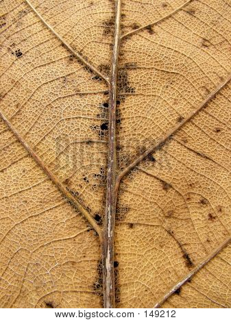 Dry Leaf