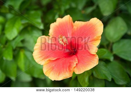 Beautiful Red Yellow Malvacea Hibiscusr Flower