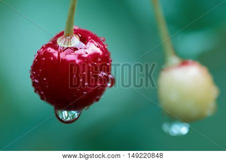 red cherries after a rain on a green background hanging from tree