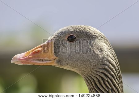 Profile of Greylag goose (Anser anser) head.