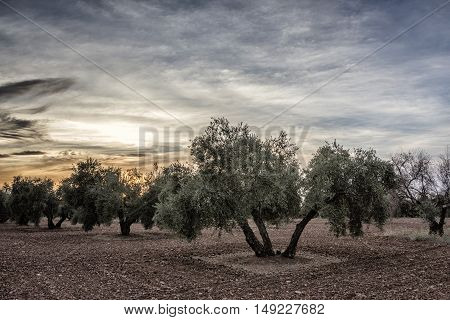 Olive tree from the picual variety near Jaen Spain