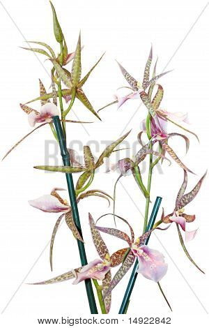 Ansellia Africana orchidea