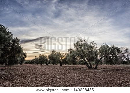 Olive tree from the picual variety near Jaen Spain