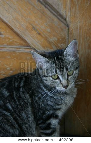Kedi kapıda