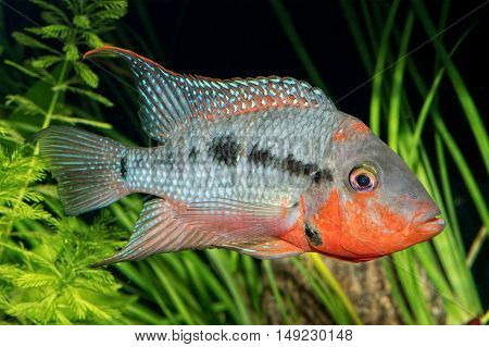 Portrait Of Cichlid Fish From Genus Thorichthys