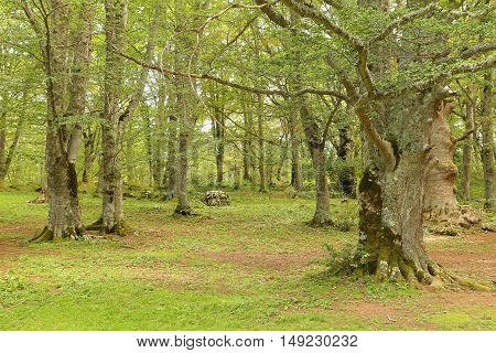Sant Antonio woods in Pescocostanzo - Italy