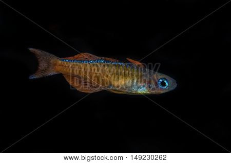 Portrait Of Blue-eye Fish (pseudomugil Luminatus) In Aquarium
