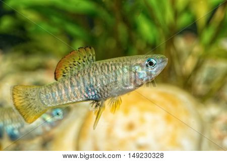 Portrait Of Livebearer Fish (brachyrhaphis Roseni) In Aquarium