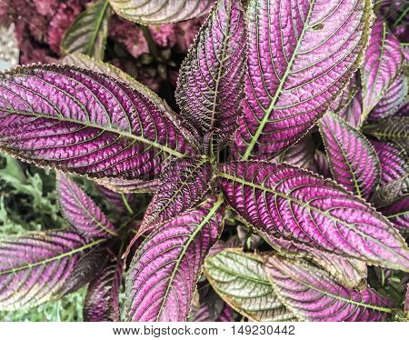 Strobilanthes dyerianus (Persian Shield) is a tropical plant native to Myanmar. It is grown for its dark green foliage with bright metallic-purple stripes