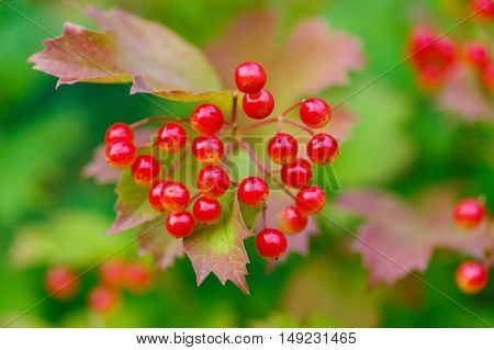 Closeup of bunches of red berries of a Guelder rose or Viburnum. Shrub on a sunny day at the end of the summer season.