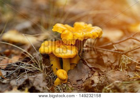 Forest chanterelle mushrooms in the grass. Cantharellus Cibarius