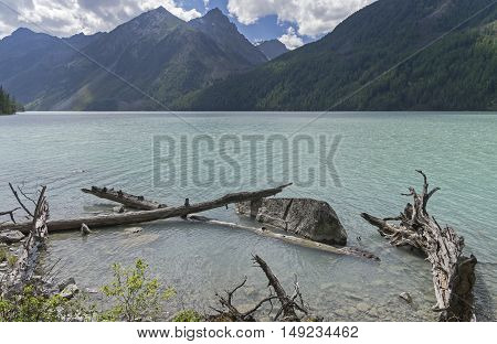 Snags near the shore. Kucherla lake. Altai Mountains Russia. Sunny summer day.