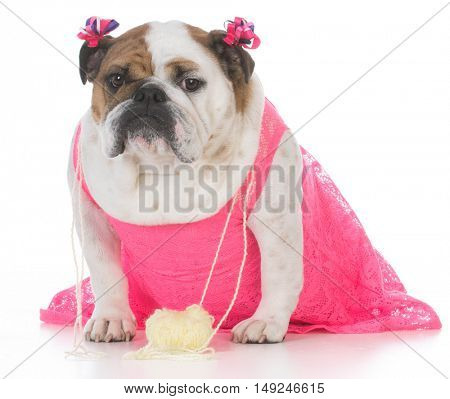 female english bulldog wearing a pink dress isolated on white background