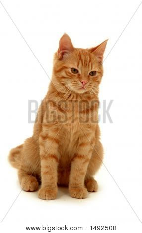 Gatinho