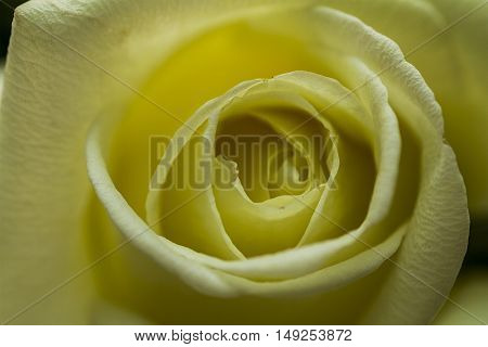 Yellow Rose in a macro shot up close