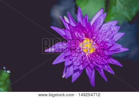 This beautiful lotus flower. Saturated colors and vibrant detail make this an almost surreal image. selective focus.