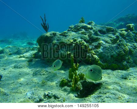 Butterfly fish and corals in an underwater landscape, Bay of Pigs, Cuba