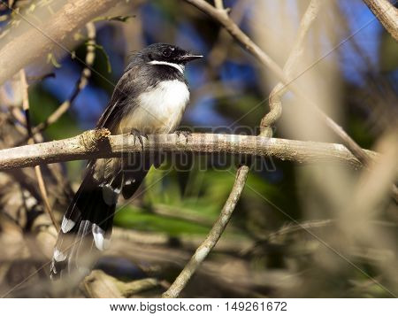 Image of magpie perched on tree branch. in forest Thailand.