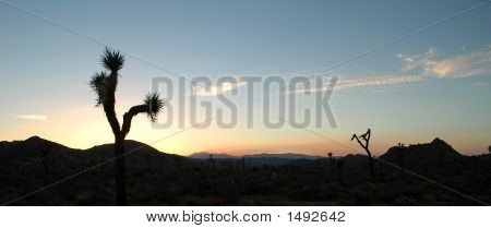Joshua Tree Sunset