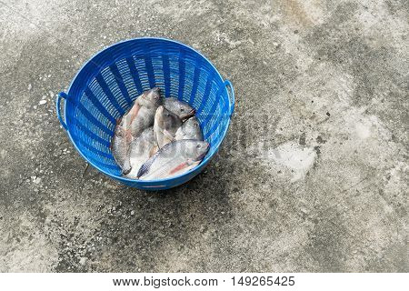 Tilapia And Nile Tilapia In Blue Plastic Bucket, Raw Fresh Freshwater Fish In Blue Plastic Basket. O