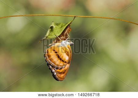 Colour Segeant Butterfly Hanging On Chrysalis After Emerged
