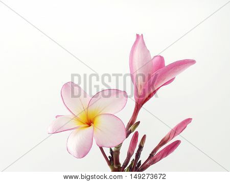 close up blooming and bud pink plumeria or frangipani (leelawadee) with flower stem isolated on white background, tropical flower arrangement for home living room or zen massage spa decorate