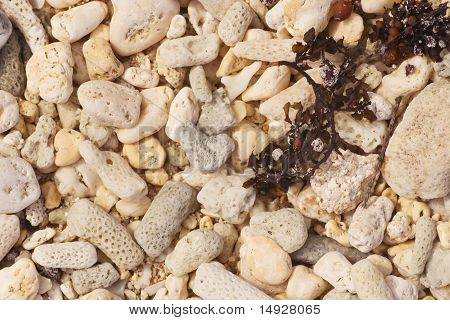 Coral & alga