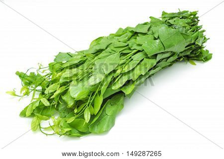 Pak-wan a plant of the family Euphorbiaceae, Melientha suavis Pierre, Vegetable for cooking on white background