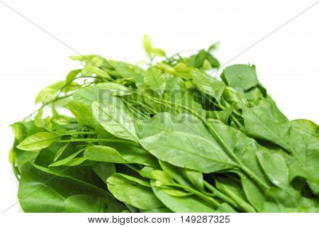 Pak-wan a plant of the family Euphorbiaceae, Melientha suavis Pierre, Vegetable for cooking on white background