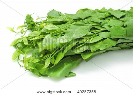 Pak-wan a plant of the family Euphorbiaceae, Melientha suavis Pierre, Vegetable for cooking on white background