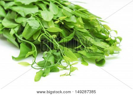 Pak-wan a plant of the family Euphorbiaceae, Melientha suavis Pierre, Vegetable for cooking on white background