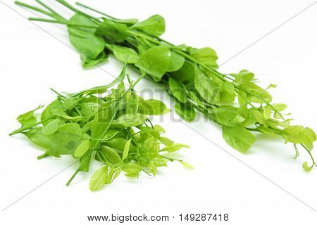 Pak-wan a plant of the family Euphorbiaceae, Melientha suavis Pierre, Vegetable for cooking on white background
