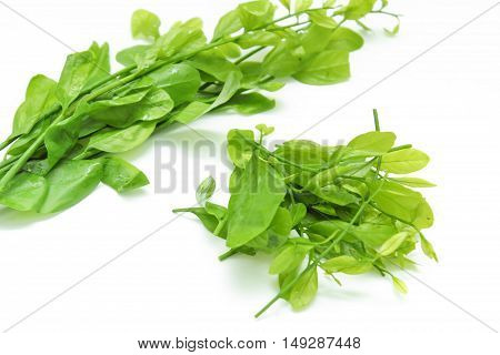 Pak-wan a plant of the family Euphorbiaceae, Melientha suavis Pierre, Vegetable for cooking on white background