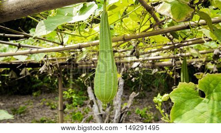 Luffa acutangula in the garden with light, dishcloth gourd, Luffa cylindrica