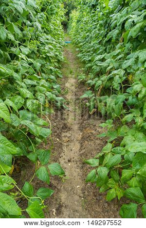 fresh green yardlong bean tree and fruit in the garden