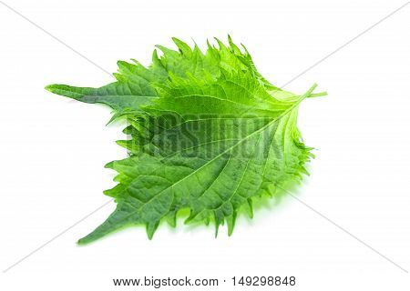 Green Shiso Leaf