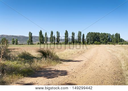 Dirt road to poplar grove in an agrarian landscape in Ciudad Real Province Spain