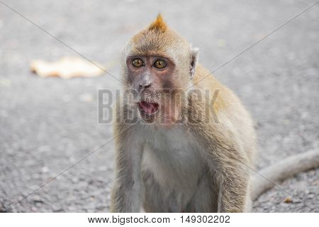 monkey nature beautiful in garden Thailand . Closeup
