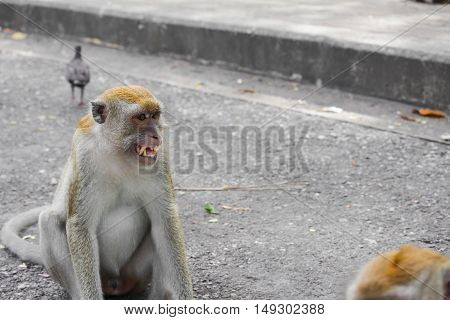 monkey nature beautiful in garden Thailand . Closeup