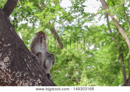 monkey on tree selective focus in nature