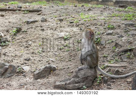 monkey nature beautiful in garden Thailand 