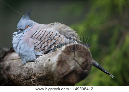 Crested pigeon (Ocyphaps lophotes). Wildlife bird. 